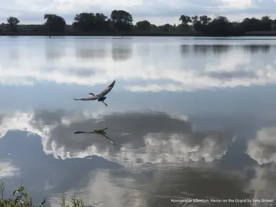 2021 Honourable Mention Photo - Heron gliding over a glassy Grand River and reflected in the water with clouds, taken by Amy Brown