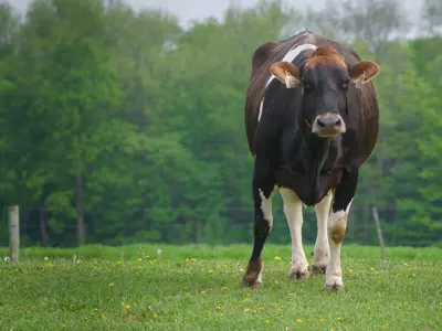 2022 3rd Place Photo - Cow in the foreground of a green field, taken by Michael Birks