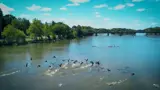 Geese on the Grand River